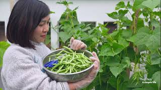 Growing and harvesting Phaseolus vulgaris  The small garden of 15m2 [upl. by Som42]