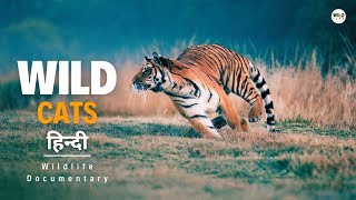 Wild Cats Asia 2024 हिन्दी डॉक्यूमेंट्री  Wildlife documentary in Hindi [upl. by Kopaz95]