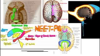 Lateral Ventricle of Brain NEUROANATOMY and related structures [upl. by Jegar]