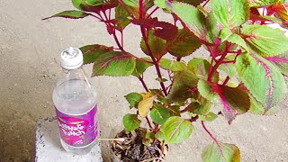 Como Hacer RIEGO POR GOTEO con Botellas de Plástico Reciclado Para PLANTAS PASO a PASO [upl. by Whetstone]