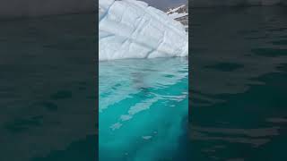 Leopard Seal Plays With His Food natureismetal keepnaturemetal leopardseal penguin [upl. by Hanimay873]