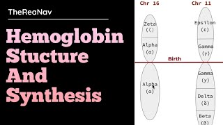 Hemoglobin Stucture and Synthesis [upl. by Legra]