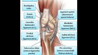 Koleno je naj opterećeniji zglob Etiologija anatomija patologija i terapija [upl. by Kelvin]