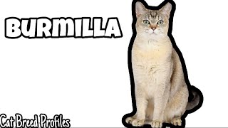 Burmilla Cat Breed Profile [upl. by Enihpets377]