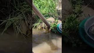 Reedy Creek Gold Prospecting  ASMR goldmining [upl. by Uon]