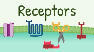 Receptors Types amp Functions [upl. by Retla]