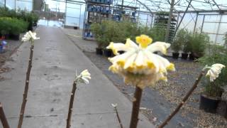 Edgeworthia chrysantha Grandiflora [upl. by Zebaj489]