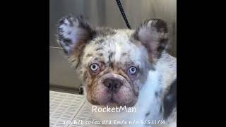 HEMLOCK HAVEN PUPPIES  Sneak Peek frenchbulldog frenchie [upl. by Lukasz285]