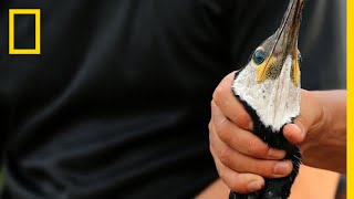 In This Ancient Japanese Tradition Birds Do the Fishing  National Geographic [upl. by Doraj]