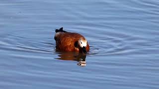 Rostgans Ruddy Shelduck [upl. by Brendon]