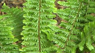 Dryopteris crassirhizoma [upl. by Sezen]