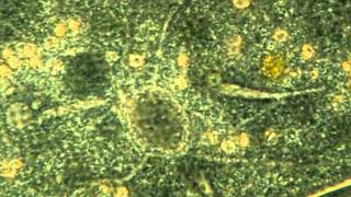 Amazing microscopic Video Contractile Vacuoles in Paramecium Caudata [upl. by Rap892]