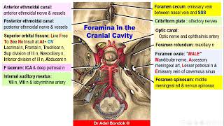 VIDEO ON Foramina of the Skull and their Contents Revision Dr Adel Bondok [upl. by Karsten]