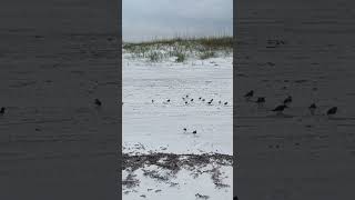 Sanderlings at Grayton Beach [upl. by Hakeem200]