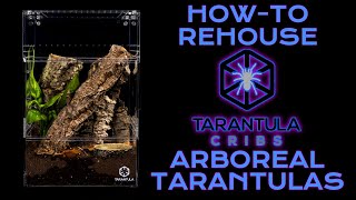 POKIE REHOUSING How to Rehouse Your ARBOREAL Tarantula  Tarantula Cribs Treehouse Switch XL [upl. by Warram]