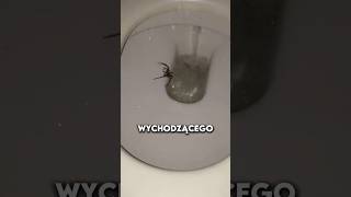 Ogromny Pająk w Toalecie 🕷️ BarryMek9 [upl. by Edaw]