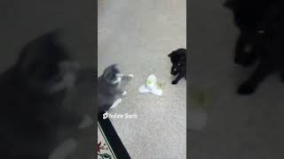 ROMULUS AND REMUS JUST LOVE THEIR BUTTERFLY TOY  REPOSTING CUTE FUNNY KITTEN VIDEOS OF MY CATS [upl. by Lesna]