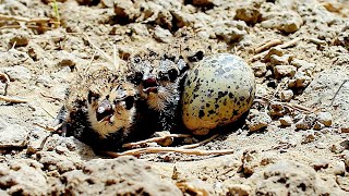 Red Wattled Lapwing Hatching Her Three Eggs [upl. by Fowle]