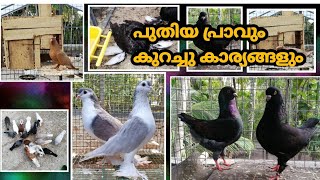 New pigeon collection and all kerala delivery [upl. by Llovera406]