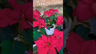 Poinsettiasthe ultimate Christmas flowerChristmasjinglebellsshortsvideo [upl. by Orvan341]