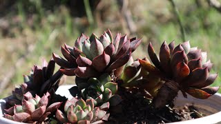 Echeveria cats eye  características y cuidados  Succulent Clusters  echeverias pequeñas [upl. by Itsirk744]