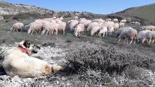 ÇOBANIN KURTÇU KÖPEKLERİ DEVRİYEDE [upl. by Atteras613]