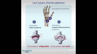 Les articulations  anatomie [upl. by Relyt391]