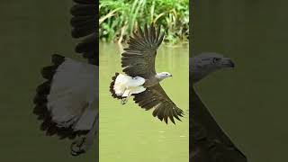 Flight of the Greyheaded Fish Eagle over Sungei Ulu Pandan 🇸🇬sgwildlife nikon nikonz9 [upl. by Teilo]