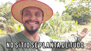 No Sítio a gente planta de tudo plantas vidanaroça sitio roça [upl. by Coleen]