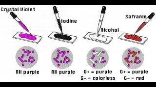 Gram Staining  Amrita University [upl. by Ecnerrot]