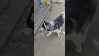 Woolly Coate Siberian Husky for Sale  Gsd Partner [upl. by Herc]