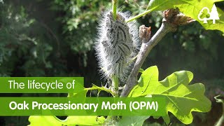 The Lifecycle of Oak Processionary Moth OPM [upl. by Eillom]