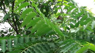 Medicinal Tree for Pitta Dosha  Pankaj Oudhias Ethnobotanical Surveys1863 [upl. by Idnahs4]