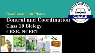 Coordination in Plants Chapter 7 Class 10 CBSE Biology [upl. by Bray186]