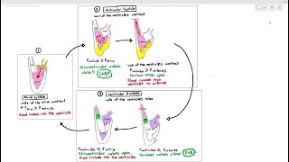 815 Cardiac Cycle Cambridge AS amp A Level Biology 9700 [upl. by Vasilis]