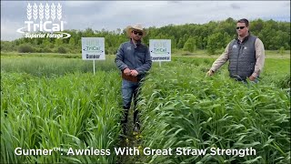 TriCal Gunner™ triticale is a good choice for the Upper Midwest for spring planting [upl. by Ora]