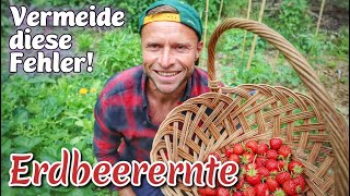 Erdbeerernte🍓Wichtigsten Tipps zur Ernte von Erdbeeren Zeitpunkt Transport amp Verarbeitung 🍓 [upl. by Nitsa993]