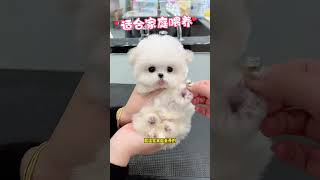 Ill show you a cute little Bichon Frise Its soft and cute like a doll My heart is melted by it [upl. by Elehcar]