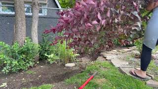 I’m deadheading salvia and penstemon  transplanting shrubs  Zone 5b [upl. by Thor]