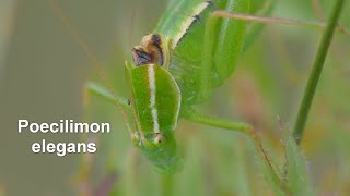 Poecilimon elegans  Kleine Buntschrecke  Elegant Bright Bushcricket [upl. by Kronfeld804]