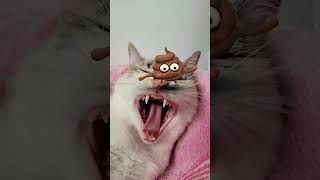 Caca Cat shorts short viral tiktok cute catlover funny caca cats catvideos cutecat [upl. by Jair]