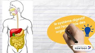 1ST2S Anatomie du tube digestifintroduction [upl. by Elmina]