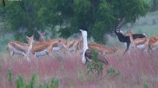 Last bustard Standing [upl. by Corley]