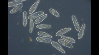 Paramecium caudatum [upl. by Nilerual516]