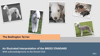 The Bedlington Terrier an illustrated interpretation of the Breed Standard by the MBTC with NBTC [upl. by Atsejam]