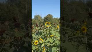 Visiting a Vermont pickyourown flower farm 🌻🌻 [upl. by Araas]