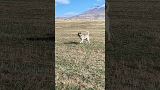 11 AYLIK ASLAN kopek doğa kangaldog köpek kangal animals kopekler köy doggerel music [upl. by Ettennod927]