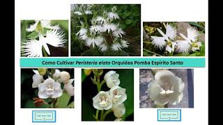 Como Cultivar Peristeria elata Orquidea Pomba Como Fazer Muda [upl. by Ahsillek]