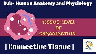 Tissue Level of Organization  Detailed note on Connective tissue [upl. by Newby]