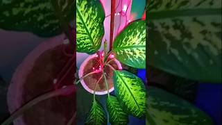 Dieffenbachia plantdieffenbachia indoorplants music bollywood [upl. by Carrie769]